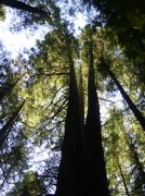 Silver Falls 12.10.05 081 